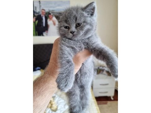 British shorthair bebekler