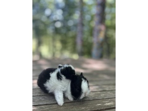 Netherland dwarf cüce tavşan