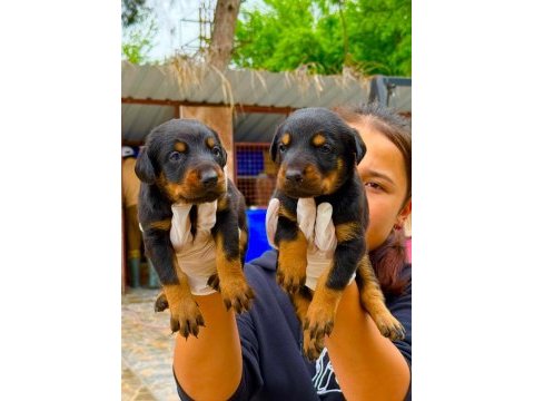 Doberman yavrularımız