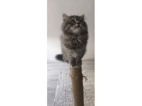 Pofuduk şivava kızım uysal aşırı güzel huylu