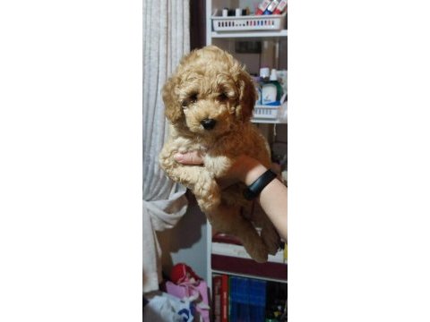 Toy poodle 2 aylık ev üretimi yavrularımız