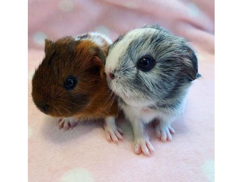 Guinea pig yavrular aynı gün set halinde teslim edilir