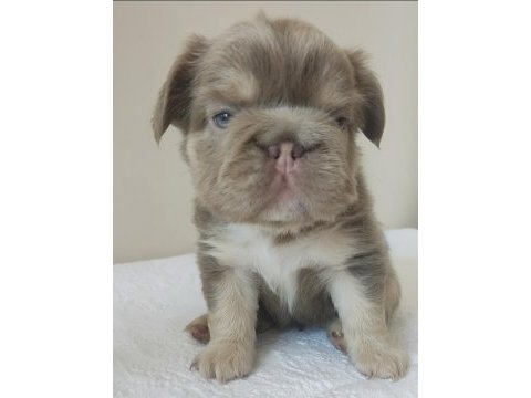 French bulldog egzotik yavrular