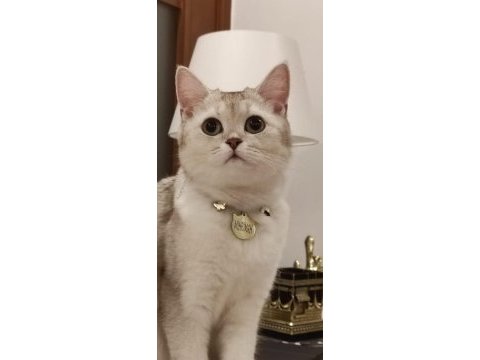 Ücretsiz british shorthair kedisi
