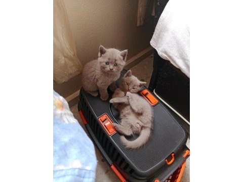 British shorthair kediler