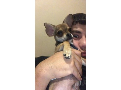 Son erkek teacup chihuahua