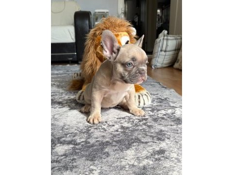 Muhteşem güzellikte french bulldog yavrumuz