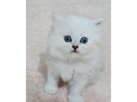 Scottish straight silver long ve shorthair iki erkek yavru