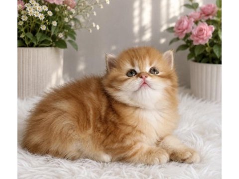 British longhair erkek golden yavru