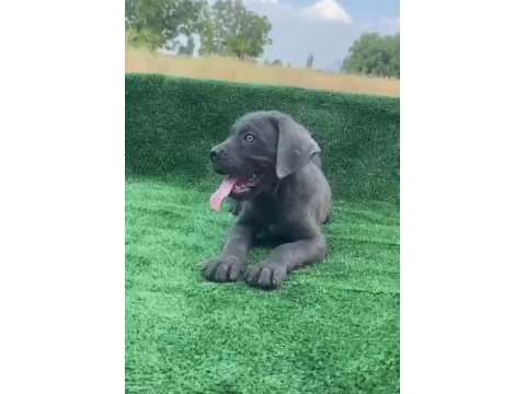 Dev cane corso yavruları
