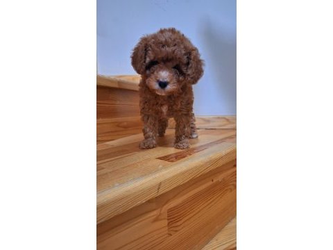 Toy poodle kızlar