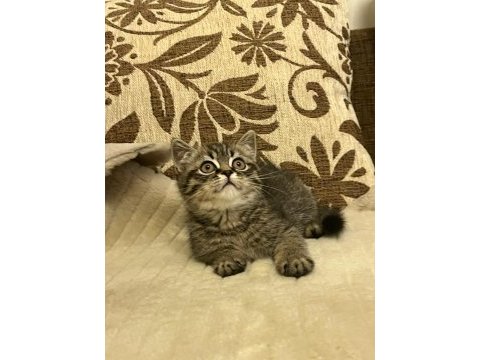 Dişi british longhair iç-dış