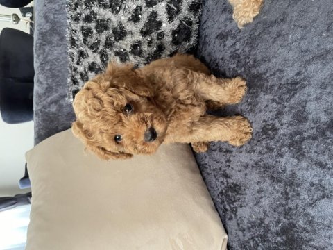 Toy poodle köpekleri