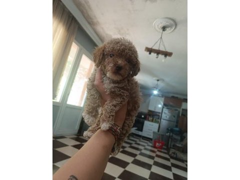 Uyguna toy poodle