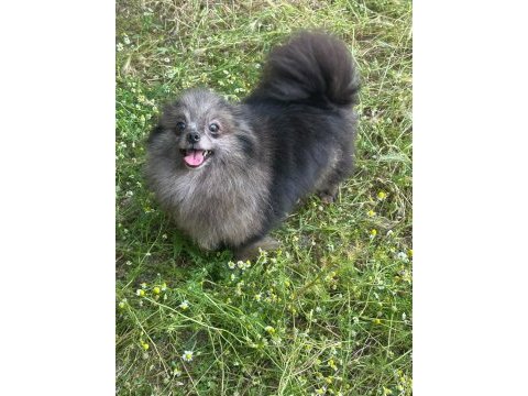 Pomeranian merle yetişkin en uygun