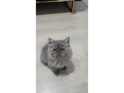 İki güzellik biritish erkek
