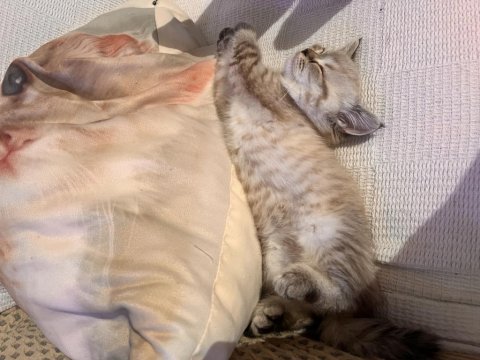 2.5 aylık british shorthair kedi sahiplendirme ilanıdır