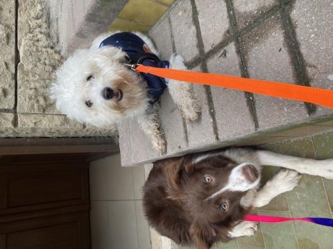 7 aylık dişi border collie köpeğimiz stella