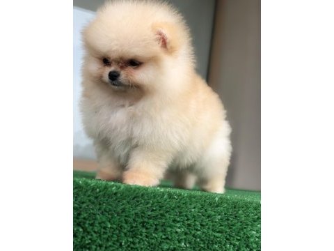 2.5 aylık üst kalite erkek pomeranian boo yavruları