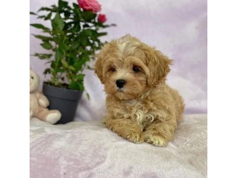 Aşılı pasaportlu  mikroçipli maltipoo  yavrularımız 