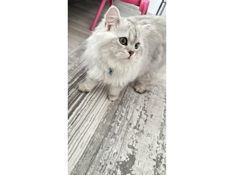 British longhair kedime eş arıyorum