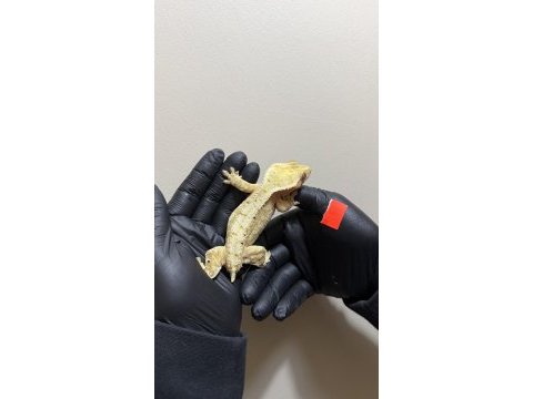 Crested geckolar