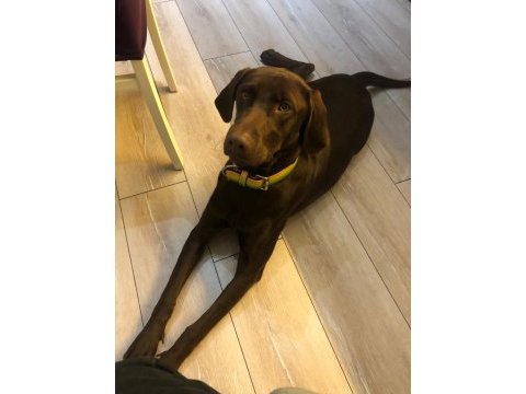 Ücretsiz sahiplendirme labrador