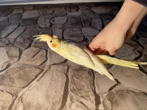 El besleme sultan papağanı acil vermem gerekiyor