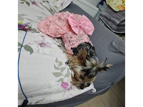 Dişi 8 aylık yorkshire terrier