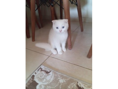 Scottish fold british silver blue point bebekler