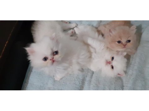 Safkan iran kedisi yavru