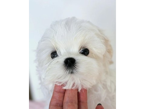 Korean maltese puppies (cheap) 2 kg (eğitmenden)