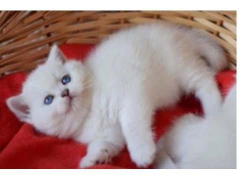 British shorthair erkek beyaz