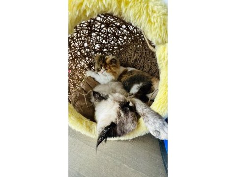 Kısır pars kedisi leona ve kızı sakin chinchilla oreo