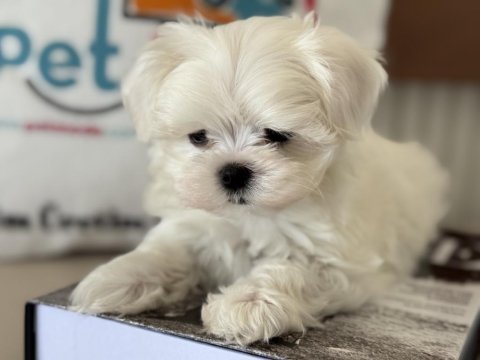 Petmode köpek çiftliğinde tea cup kore kan maltese