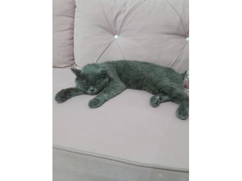 British shorthair için acil yuva arıyoruz
