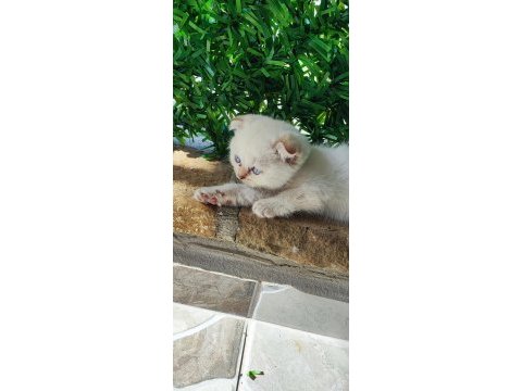 Scottish fold beyaz panter