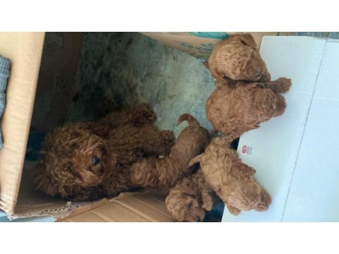 Mersin kore kanı mini poodle 1.sınıf