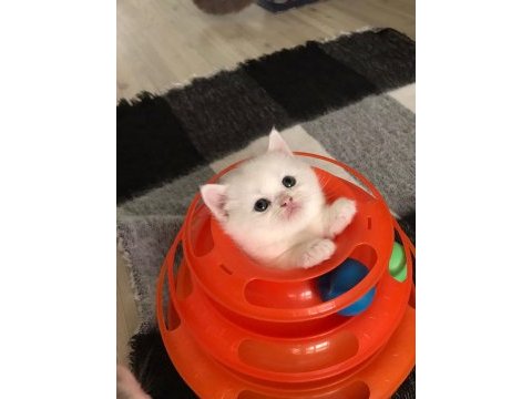 Güzel ailelerimize güzel kedilerimiz