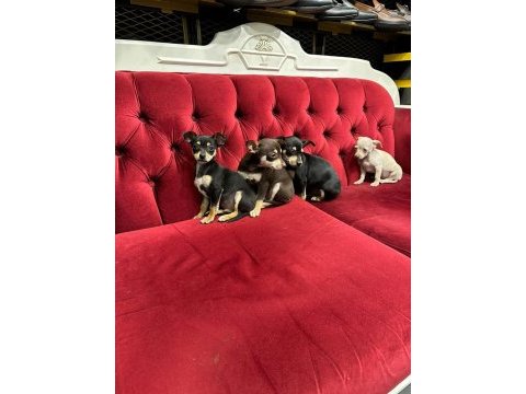 %100 ırk garantili pinscher yavruları