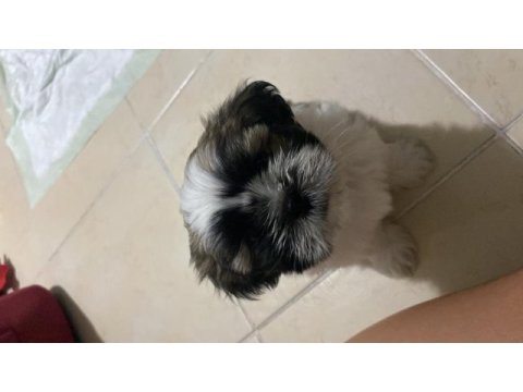 2 aylık shih tzu yarı fiyatına