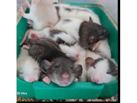 Yavru dumbo ratlar