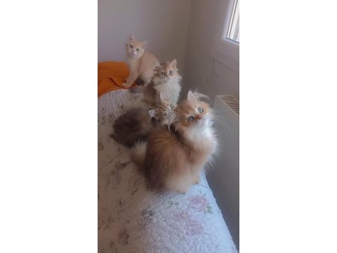 Full şecereli golden british longhair kardeşler