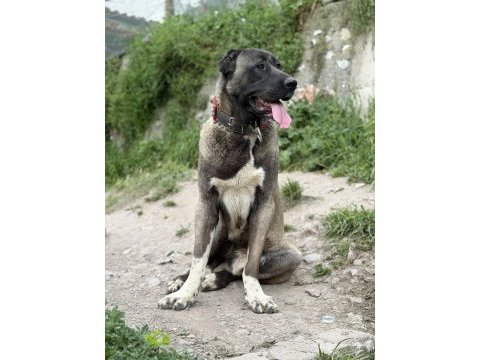 Köpeğimizi sahiplendiriyoruz