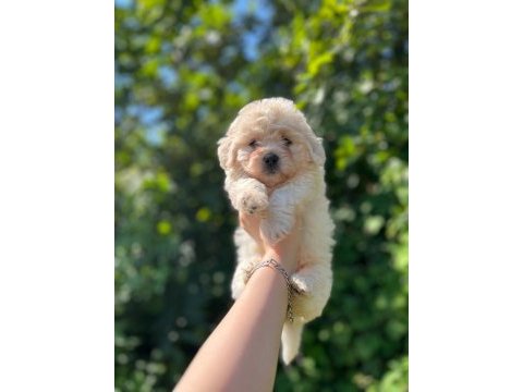 Maltipoo ve maltese yavrularımız mevcuttur