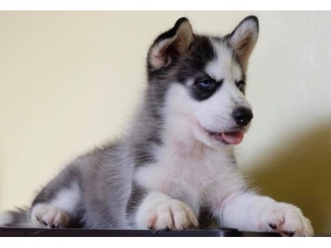 Husky sibirya yavruları