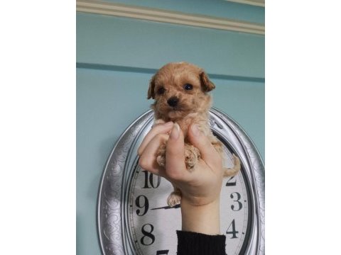 Güzel poodle yavrularımız yeni yuvalarını arıyor