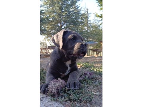 A kaliteli cane corso yavrular
