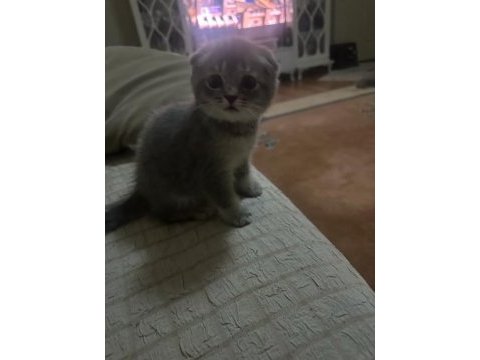 Çok insancıl yavrularımız