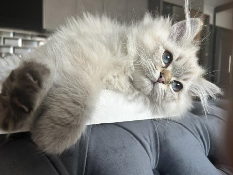 Çok oyuncu çok sıcak kanlı 4 aylık erkek british longhair